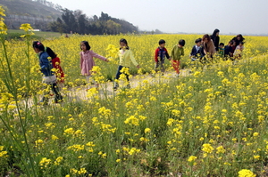 [NSP PHOTO]광주 북구, 산동교 친수공원에 억새군락지 조성