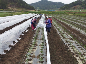 [NSP PHOTO]고흥군, 고추 조숙터널재배 확대 보급