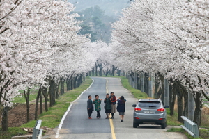 [NSP PHOTO]화순 벚꽃터널 상춘객들에 인기