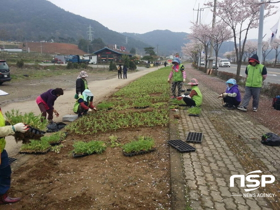 NSP통신-화순군 화순읍이 봄꽃을 식재하고 있다. (화순군)