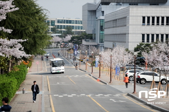 NSP통신-조선대 가온벚길. (조선대)
