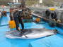 [NSP PHOTO]남해 앞바다서 바다의 로또 밍크고래 1마리 잡혀...800만원에 판매돼