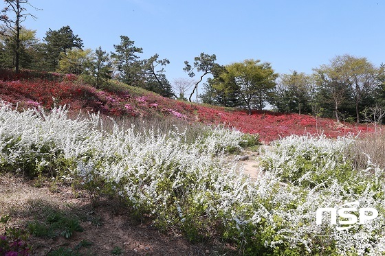 NSP통신-영인산 수목원에 핀 꽃들이 시민을 유혹하고 있다 (아산시)