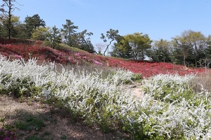 [NSP PHOTO]아산 영인산 수목원, 상춘객들로 북적