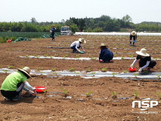 NSP통신-순천대학교 생명산업과학대학 봄 농촌 사회봉사단 소속 학생들이 단호박에 비료를 주고 있다. (강진군)