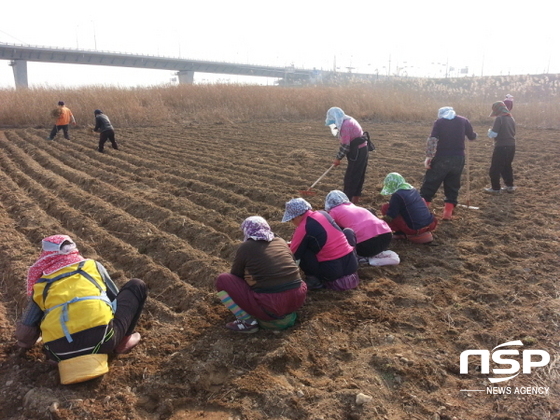 NSP통신-나주시 주민들이 영산강변에 물억새를 심고 있다. (나주시)