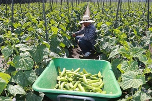 [NSP PHOTO]아산시, 50여 년 역사 배방 노지오이 본격 출하