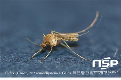 NSP통신-일본뇌염의 주범 작은빨간집 모기. (진주시 제공)