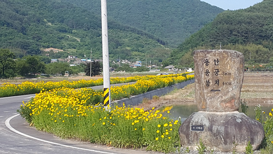 NSP통신-고성군 개천면 북평리 1007호선 도로변에 조성된 금계국 꽃길. (고성군 제공)