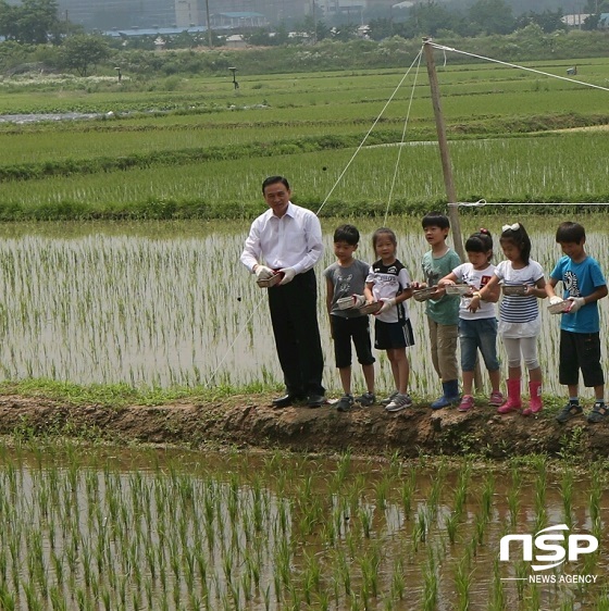 NSP통신-구본영 천안시장이 어린이들과 함께 우렁이를 논에 방사하고 있다 (천안시)