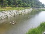 [NSP PHOTO]사천시 용두공원, 동물 방목 생태공원으로 변모
