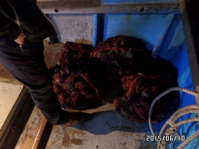 [NSP NEWS Image]허가 없이 잠수장비로 해산물 포획한 선장잠수부 검거