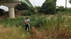 [NSP PHOTO]아산시, 곡교천 생태교란식물 제거작업 지속추진