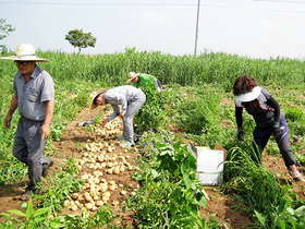 [NSP PHOTO]정읍 이평면, 공한지 재배한 감자로 이웃돕기