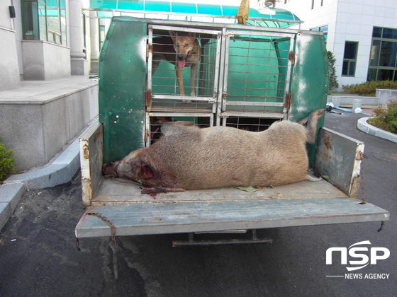 NSP통신-지난 2010년 하동군 흥룡 호암에서 포획된 멧돼지. (하동군 제공)