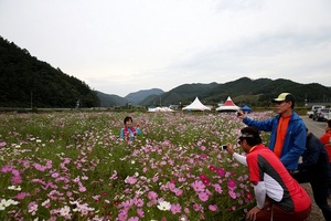 [NSP PHOTO]연분홍 꽃잔치 구경오세요..완주 경천 코스모스 만개