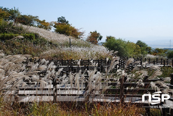 NSP통신-억새가 핀 영인산 (아산시)