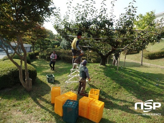 NSP통신-나주시 산림공원과 직원들이 청사 내 나무에서 배와 감을 수확하고 있다. (나주시)