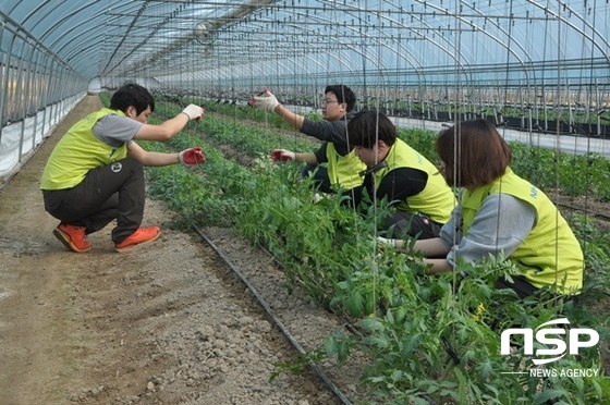 NSP통신-농협 광주본부 임직원들이 21일 토마토 하우스에서 일손을 거들고 있다. (농협 광주본부)