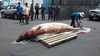 [NSP PHOTO]제주해경, 제주대서 돌고래 사체 3마리 부검 지원