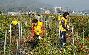 [NSP PHOTO]전주시설공단, 전주 비아마을서 농촌일손 돕기 봉사