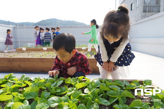 NSP통신-광주 동구가 관내 모 어린이집 옥상에 조성된 옥상텃밭. (광주 동구)