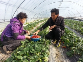 [NSP PHOTO]완도군, 자연그대로 해변딸기 본격 출하