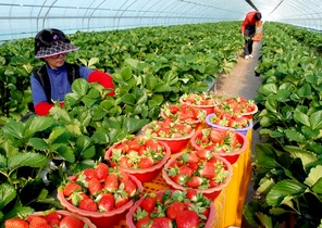 [NSP PHOTO]담양군 대표 농산물 대숲맑은 담양 딸기,  세계인의 입맛 매료