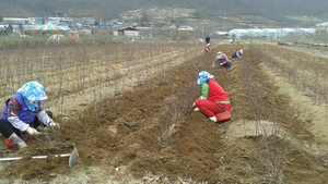 [NSP PHOTO]군위군, 키낮은 우량 사과자근대목 보급