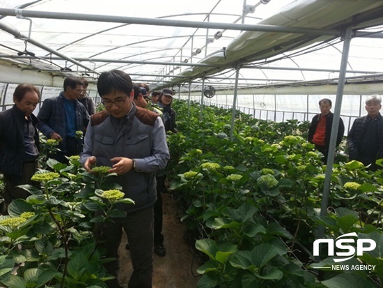 NSP통신-강진군이 절화수국 재배농가를 대상으로 최근 실시한 하우스 현장 컨설팅. (강진군)