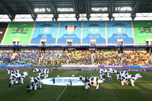 [NSP PHOTO]축구장에 젖소가 나타났다…매일유업, 깜짝 이벤트 선봬