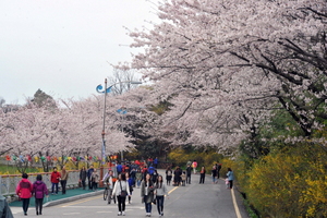 [NSP PHOTO]목포시, 꽃피는 유달산으로 꽃구경 오세요