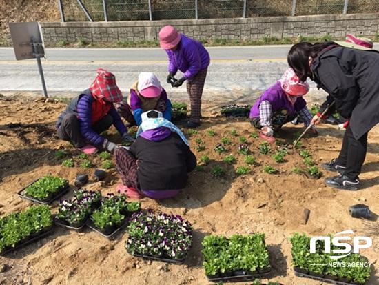 NSP통신-담양군 용면 주민들이 최근 관내 주요 도로변 등에 봄 꽃을 식재하고 있다. (담양군)