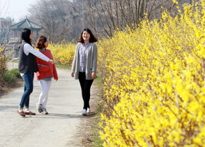 [NSP PHOTO]함평군 봄이 왔어요 봄 소식 전하는 개나리 만개