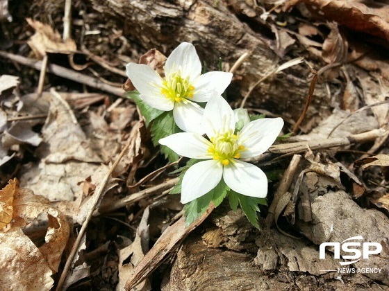 NSP통신- (덕유산국립공원)
