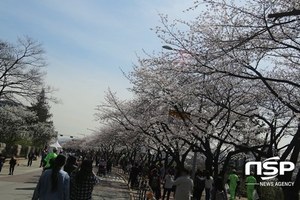 [NSP PHOTO][가보니]화려한 꽃의 향연 여의도 벚꽃축제