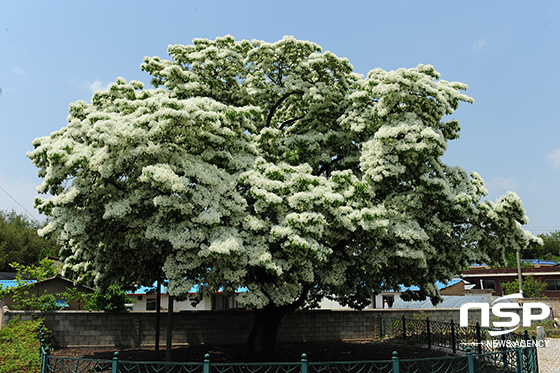 NSP통신-천연기념물 138호 고창 중산리 이팝나무