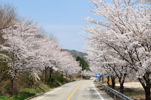 [NSP PHOTO]덕유산국립공원, 봄 나들이 인기  벚꽃잔치 풍성