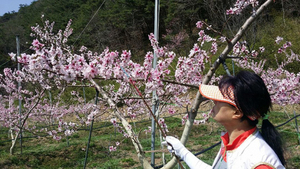 [NSP PHOTO]영덕군, 본격적인 배, 복숭아 인공수분 시작