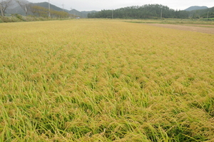 [NSP PHOTO]진도군, 농업 6차 산업화 소득 5천억 원 달성