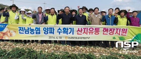 NSP통신-농협전남지역본부가 지난 18일 무안군 청계면 일대에서 실시한 양파 산지유통 현장지원 활동. (전남농협)