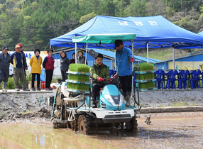 [NSP PHOTO]영덕군, 곡우를 맞아 첫 모내기 실시