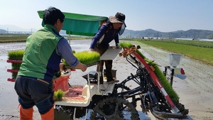 [NSP PHOTO]담양군,  대숲맑은 담양쌀 생산 조기 햅쌀단지 첫 모내기 실시