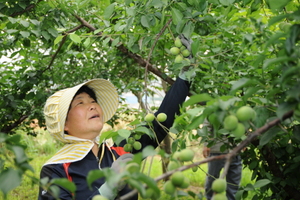 [NSP PHOTO]순천대학교, 지역농산업 육성 프로젝트 지원사업 선정 쾌거