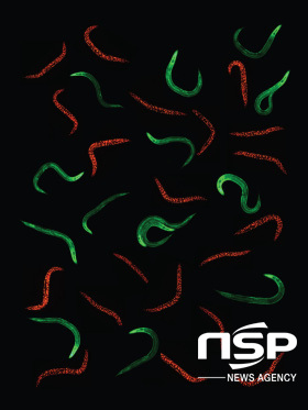 NSP통신-GD selected cover