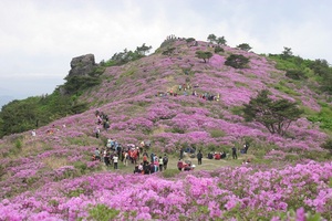 [NSP PHOTO]장흥군,   제28회 제암산철쭉제 개최···분홍색 꽃 물결 넘실