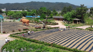 [NSP PHOTO]울진군, 엑스포공원 내 친환경농산물 수확체험장 조성