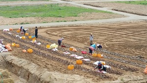 [NSP PHOTO]무주군, 천마 신기술 실증시험포 조성 앞장