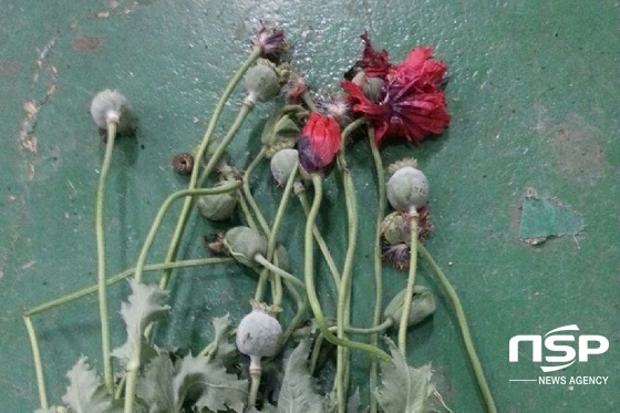 NSP통신- (임실군)