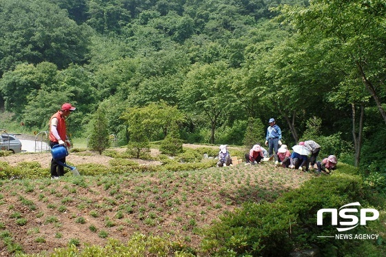 NSP통신- (임실군)